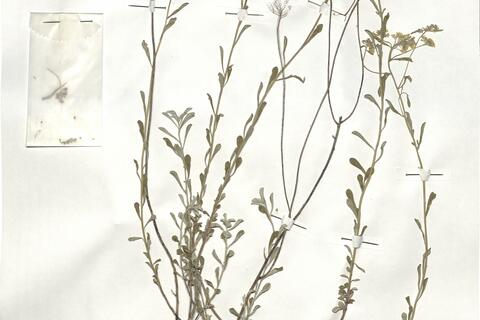 Alyssum bertolonii Desv. subsp. bertolonii -  RO-HSepv 18983 photo