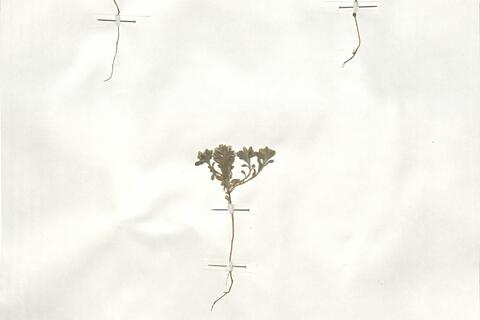 Alyssum desertorum Stapf var. prostratum Dudley - RO-HSepv 18984 photo