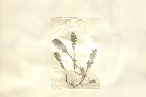 Alyssum granatense Boiss. & Reut. - RO-HSepv 13087 photo