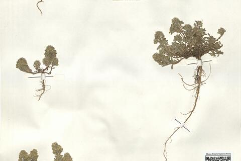 Alyssum granatense Boiss. & Reut. var. ?  -  RO-HSepv 15038 photo