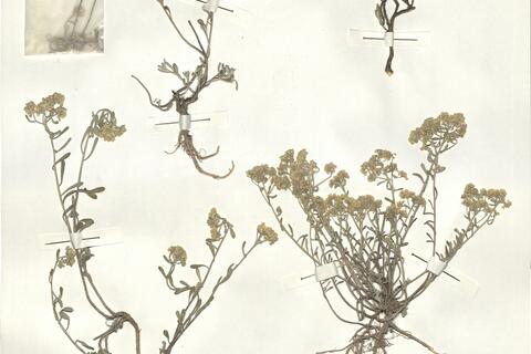 Alyssum gymnopodium Smirnov - RO-HSepv 15039 photo