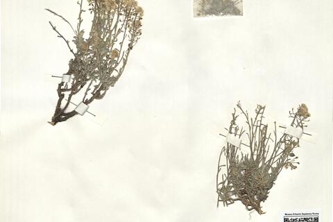 Alyssum lapeyrousianum Jord. - RO-HSepv 15040 photo