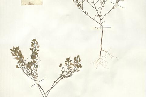 Alyssum linifolium Steph. ex Willd. - RO-HSepv 14056 photo