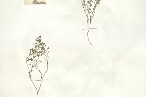 Alyssum linifolium Steph. ex Willd.  -  RO-HSepv 14057 photo