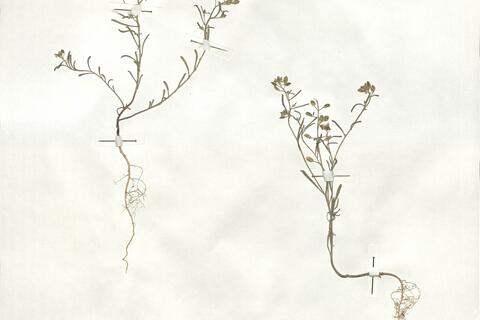 Alyssum linifolium Stephan ex Willd. var. linifolium - RO-HSepv 18985 photo