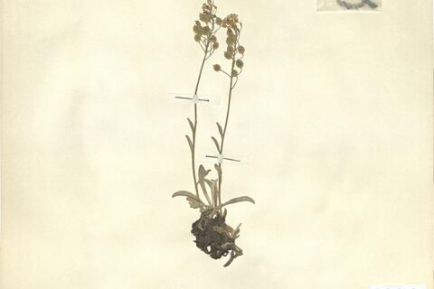 Alyssum medium Host -  RO-HSepv 11240 photo