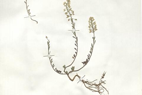 Alyssum montanum L. - RO-HSepv 18986 photo