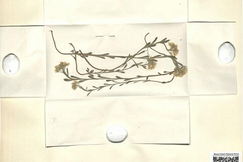 Alyssum montanum L. - RO-HSepv 11241 photo