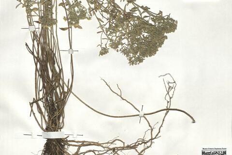 Alyssum murale Waldst. & Kit. subsp. murale - RO-HSepv 18987 photo