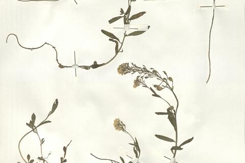 Alyssum repens Baumg. subsp. repens  -  RO-HSepv 14058 photo