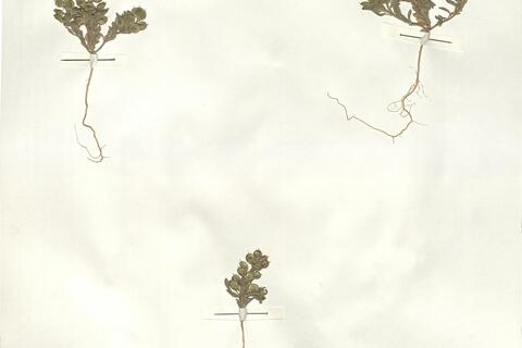 Alyssum scutigerum Durieu - RO-HSepv 14059 photo