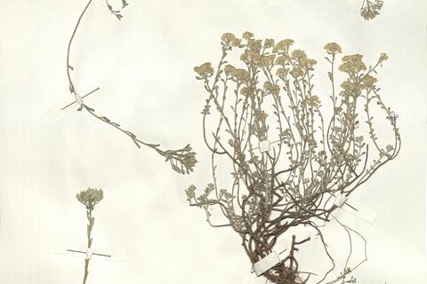 Alyssum serpyllifolium Desf. -  RO-HSepv 15041 photo