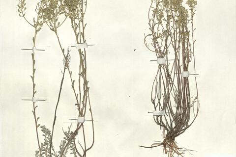 Alyssum serpyllifolium Desf. subsp. lusitanicum  T.R. Dudley & Pinto da Silva -  RO-HSepv 13088 photo