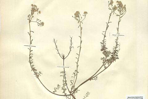 Alyssum serpyllifolium Desf. subsp. malacitanum Rivas Goday -  RO-HSepv 11242 photo