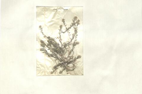 Alyssum simplex Rudolphi  -  RO-HSepv 13089 photo