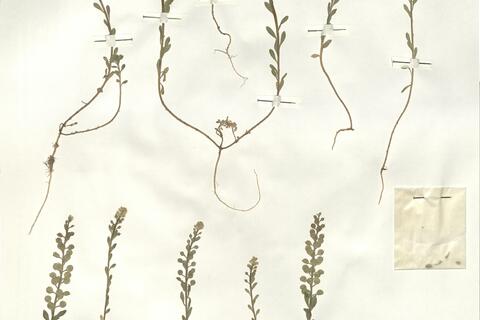 Alyssum simplex Rudolphi - RO-HSepv 16027 photo