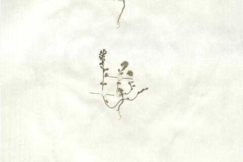 Alyssum simplex Rudolphi - RO-HSepv 16934 photo