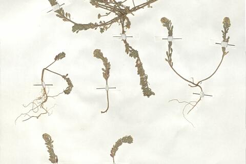 Alyssum simplex Rudolphi - RO-HSepv 18988 photo