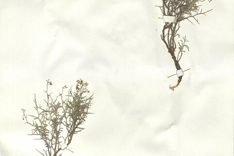 Alyssum spinosum L. -  RO-HSepv 15042 photo