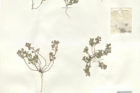 Alyssum strigosum Banks & Sol. - RO-HSepv 16028 photo