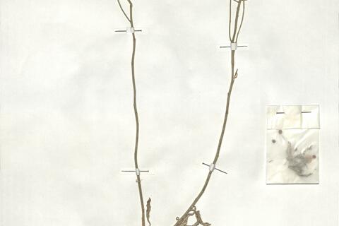 Aurinia leucadea (Guss.) C. Koch -  RO-HSepv 18992  - immagine 2