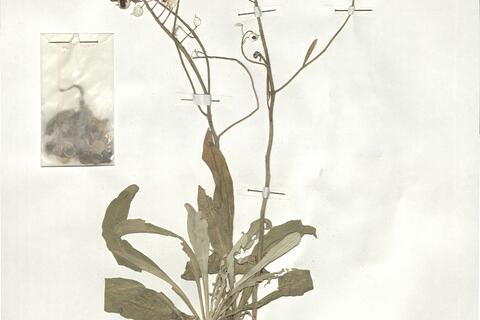 Aurinia leucadea (Guss.) C. Koch -  RO-HSepv 18992  photo