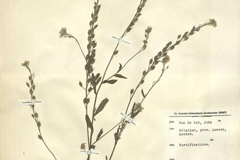 Berteroa incana (L.) DC. - RO-HSepv 11245 photo