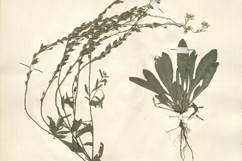 Berteroa incana (L.) DC.  -  RO-HSepv 13100 - immagine 2