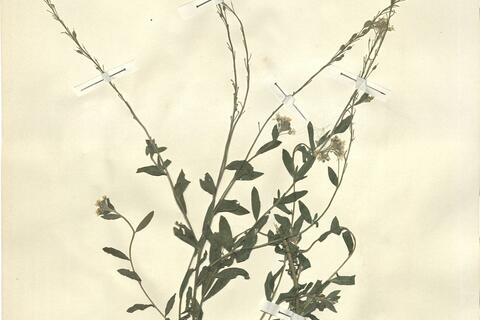 Berteroa incana (L.) DC.  -  RO-HSepv 13100 photo