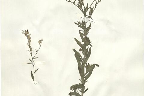 Berteroa incana (L.) DC.  -  RO-HSepv 14061 photo