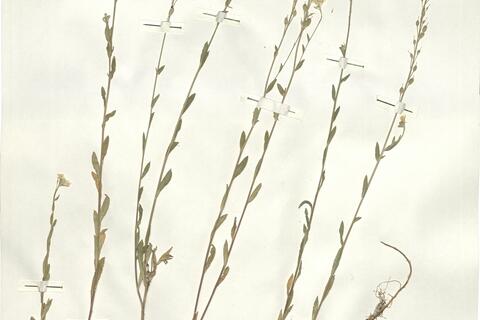 Berteroa incana (L.) DC.  -  RO-HSepv 16035 photo