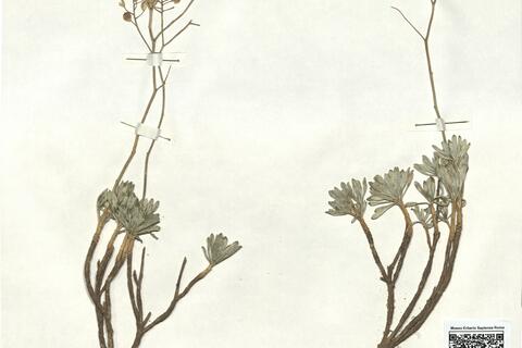 Bornmuellera tymphaea (Hausskn.) Hausskn. -  RO-HSepv 16940 photo