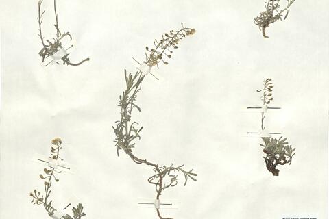 Hormathophylla lapeyrousiana (Jord.) Küpfer -  RO-HSepv 16954 photo