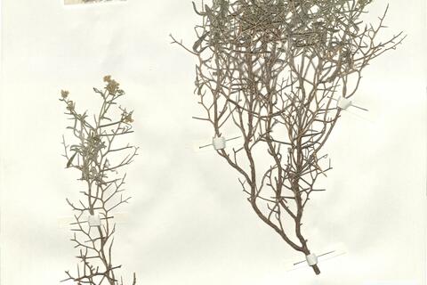 Hormatophylla spinosa (L.) Küpfer -  RO-HSepv 14080 photo