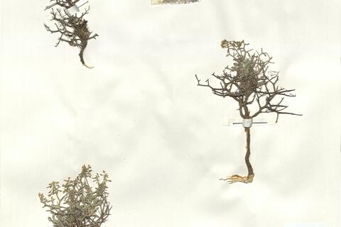 Hormatophylla spinosa (L.) Küpfer - RO-HSepv 14081 photo