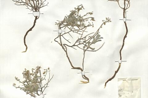 Hormatophylla spinosa (L.) Küpfer -  RO-HSepv 19009 photo