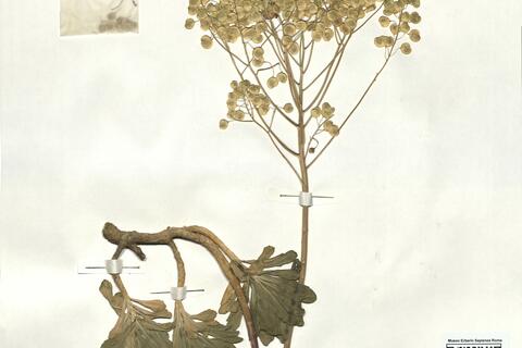 Leptoplax emarginata (Boiss.) O.E. Schulz - RO-HSepv 16960 photo