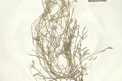 Lobularia maritima (L.) Desv. - RO-HSepv 14091 photo