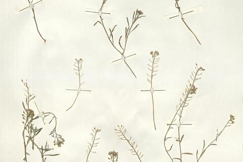 Lobularia maritima (L.) Desv. -  RO-HSepv 14091  - immagine 2
