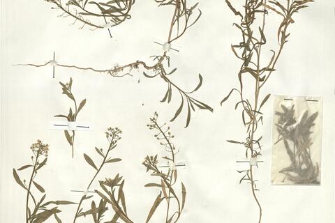 Lobularia maritima (L.) Desv. -  RO-HSepv 16069 photo