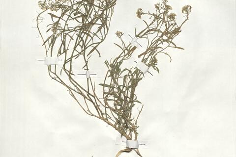 Lobularia maritima (L.) Desv. - RO-HSepv 19016 photo