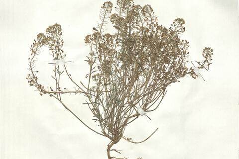 Lobularia maritima (L.) Desv. subsp. maritima - RO-HSepv 17941 photo