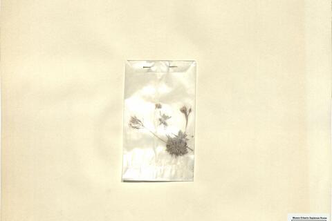 Draba aizoides L. - RO-HSepv 11261 photo