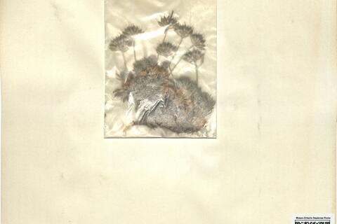 Draba hispanica Boiss. - RO-HSepv 12187 photo