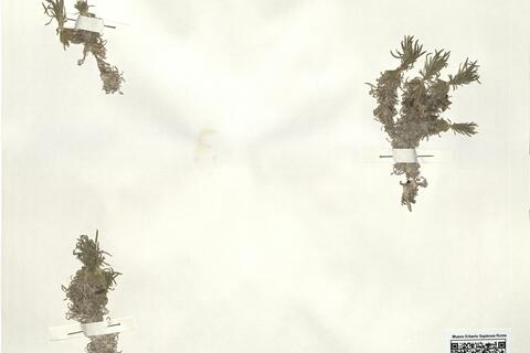 Draba hispanica Boiss var. brevistyla Pau ^ -  RO-HSepv 15065 photo