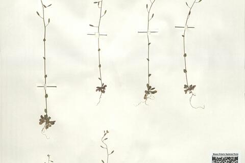 Draba muralis L. -  RO-HSepv 16053 photo