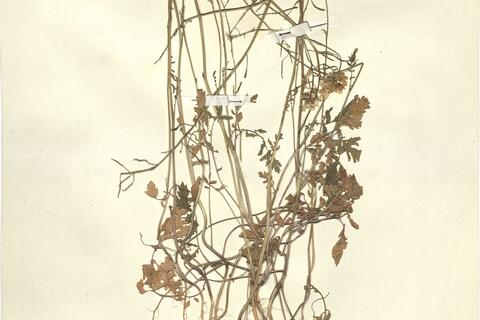 Draba muralis L. -  RO-HSepv 13123 photo