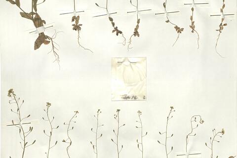 Draba nemorosa L.  -  RO-HSepv 15066 - immagine 2