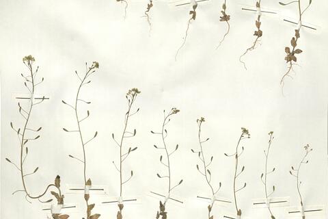 Draba nemorosa L.  -  RO-HSepv 15066 photo