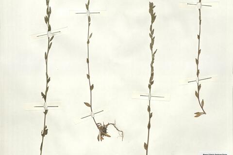 Draba stylaris J. Gay ex Koch - RO-HSepv 15067 photo